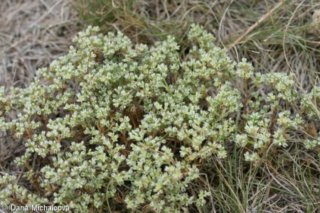Scleranthus perennis subsp. perennis – chmerek vytrvalý pravý