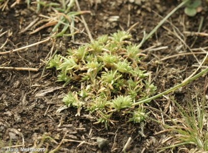 Scleranthus annuus agg. – okruh chmerku ročního