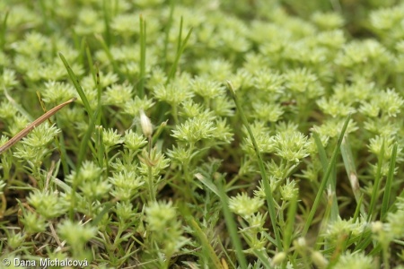 Scleranthus polycarpos – chmerek mnohoplodý