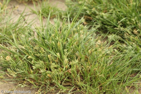 Sclerochloa dura – tužanka tvrdá