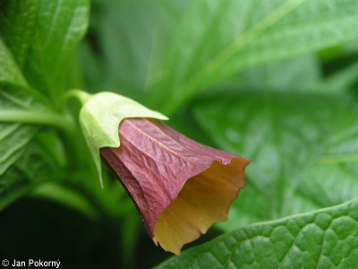 Scopolia carniolica – pablen kraňský