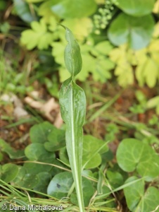 Pseudopodospermum hispanicum