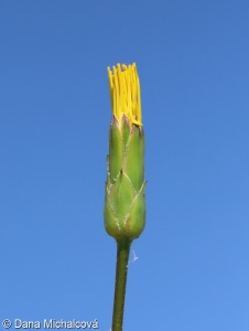 Pseudopodospermum hispanicum