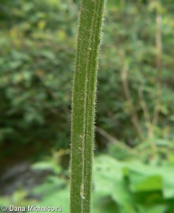 Scrophularia scopolii – krtičník žláznatý, krtičník Scopoliho