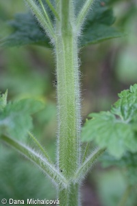Scrophularia vernalis – krtičník jarní