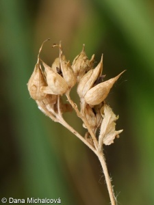 Scrophularia vernalis – krtičník jarní