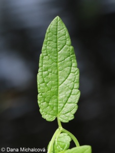 Scutellaria galericulata – šišák vroubkovaný