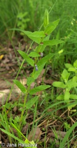 Scutellaria galericulata – šišák vroubkovaný