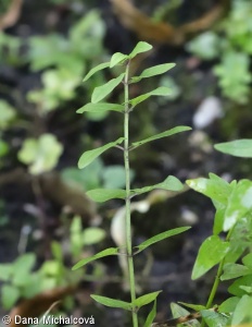 Scutellaria hastifolia – šišák hrálovitý