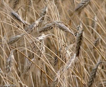 Secale cereale – žito seté, žito