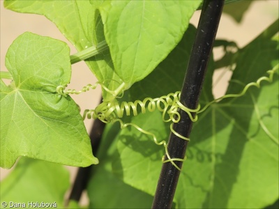 Sechium edule