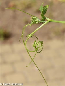 Sechium edule