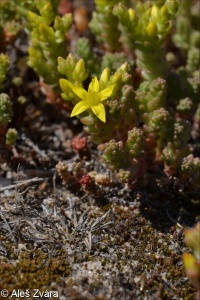 Sedum acre