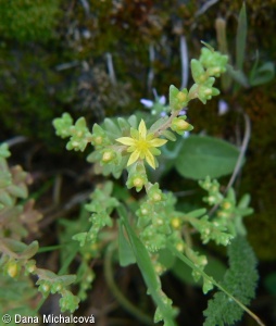 Sedum annuum subsp. gussonei