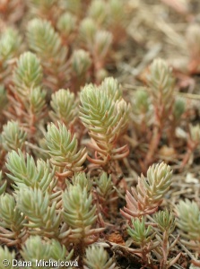 Sedum rupestre subsp. erectum – rozchodník suchomilný přímý, panetřesk suchomilný přímý