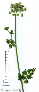 Selinum carvifolia – olešník kmínolistý