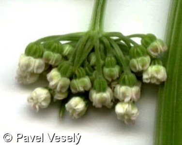 Selinum carvifolia – olešník kmínolistý