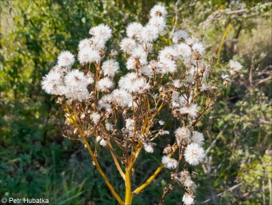 Senecio doria aggr.