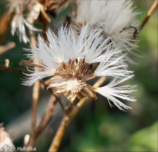 Senecio doria aggr.