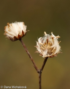 Jacobaea erucifolia aggr.