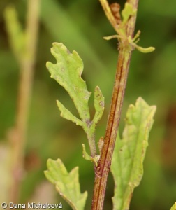 Jacobaea erucifolia aggr.