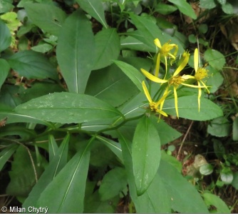 Senecio nemorensis agg. – okruh starčku hajního