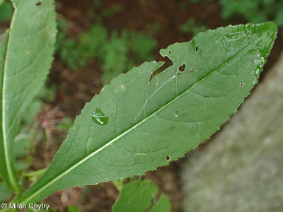 Senecio nemorensis subsp. jacquinianus