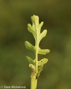 Senecio jacobaea subsp. jacobaea – starček přímětník pravý