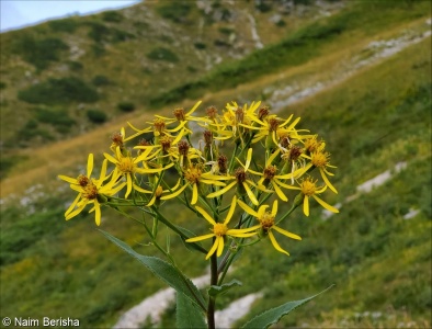 Senecio nemorensis subsp. bulgaricus