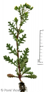 Senecio vulgaris subsp. vulgaris – starček obecný pravý