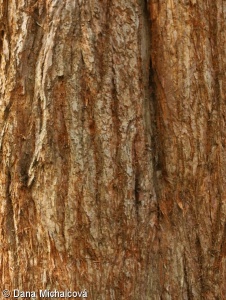Sequoiadendron giganteum – sekvojovec obrovský