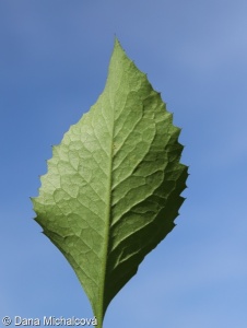 Klasea lycopifolia – srpice karbincolistá