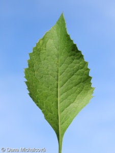 Klasea lycopifolia – srpice karbincolistá