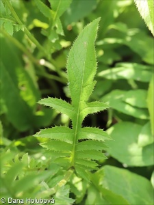 Serratula tinctoria subsp. tinctoria – srpice barvířská pravá