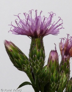 Serratula tinctoria – srpice barvířská