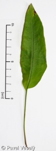 Serratula tinctoria – srpice barvířská