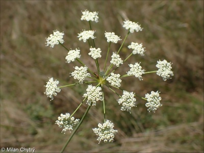 Seseli pallasii &ndash; sesel pestrý