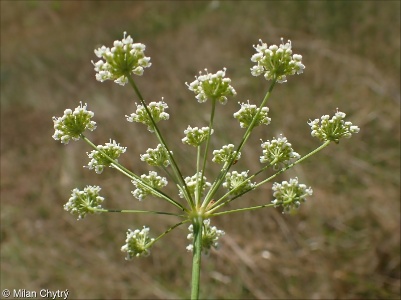 Seseli pallasii &ndash; sesel pestrý