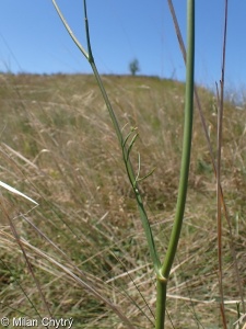 Seseli pallasii &ndash; sesel pestrý