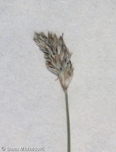 Sesleria caerulea – pěchava vápnomilná