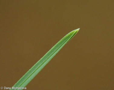 Sesleria caerulea – pěchava vápnomilná