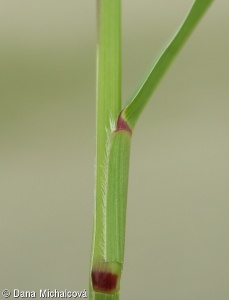 Setaria viridis – bér zelený