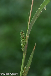 Setaria viridis – bér zelený