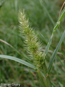 Setaria viridis
