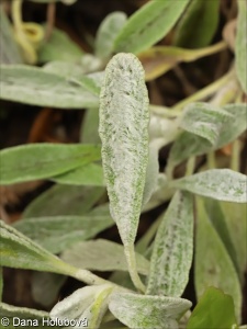 Sideritis raeseri