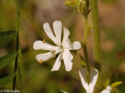 Silene dichotoma subsp. dichotoma – silenka rozsochatá pravá