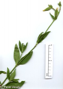 Silene latifolia subsp. alba – silenka širolistá bílá, knotovka bílá