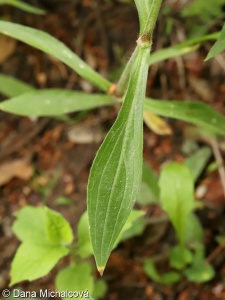 Silene latifolia – silenka širolistá, knotovka širolistá