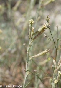 Silene supina subsp. pruinosa