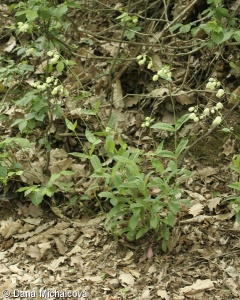 Silene vulgaris subsp. antelopum – silenka nadmutá obrovská